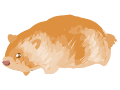 Mouse prop