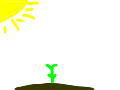 Ivan and the Sunflower
