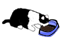 cat eating food